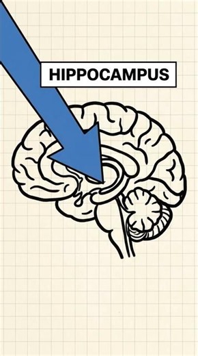 Why You Should NEVER Pull An All-Nighter ❌ #animation #allnighter #brain #psychology #intresting