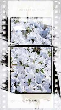 Spring when pure white azaleas bloom. The cute whipped cream field is also a good harvest this year.