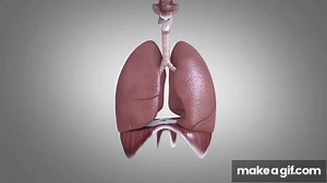 Basics of ventilation: Mechanics of breathing | BMJ Learning on Make a GIF