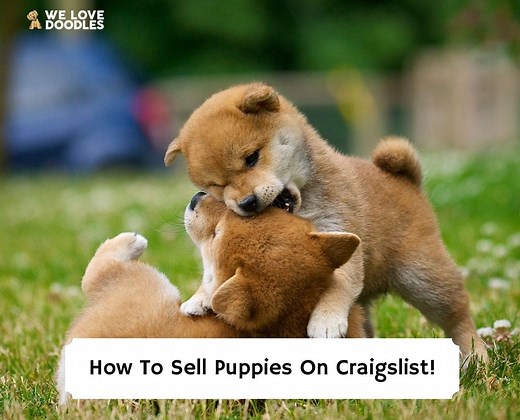 How to Sell Puppies On Craigslist! - We Love Doodles
