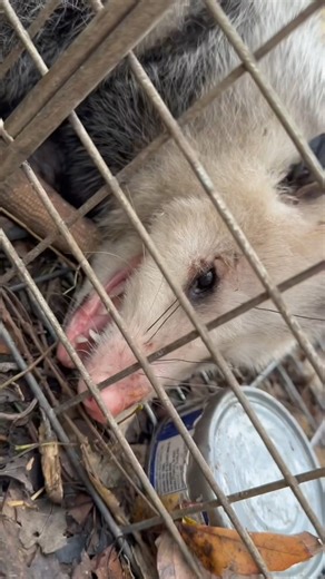51K views · 1.1K reactions | I Caught a GIANT Possum in my Trap! #possum #predators #trapping #chickens #chickencoop | Fishin’ with Tate | Facebook