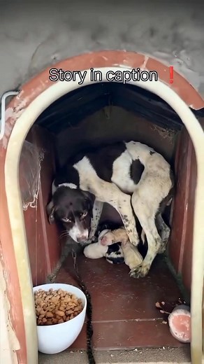 2.9K views · 45 reactions | She shivered in the cold rain, her thin...