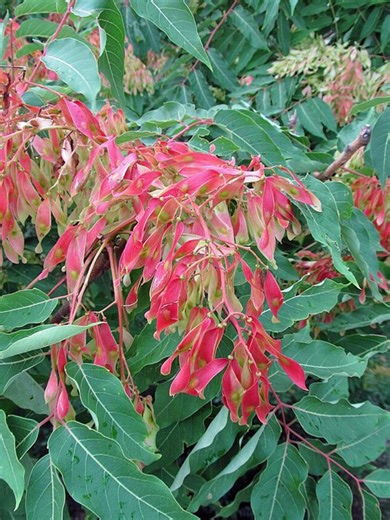 Ailanthus Altissima | Tree of Heaven | 20 Seeds - Etsy