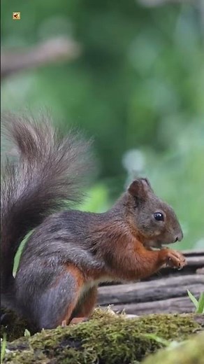 Red squirrel sound