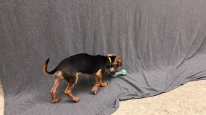 35K views · 46 reactions | Animal Friends Humane Society on Reels | Facebook