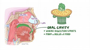 Video: Anatomy of the oral cavity - Video Explanation! | Osmosis | Osmosis