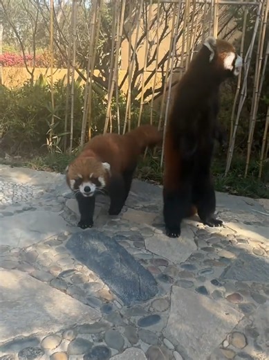 My sweetie pie🥰#viralvideo #zoo #redpanda #animalasmr #cuteanimals | animals videos