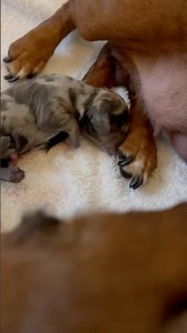 Dachshund puppies being born right now