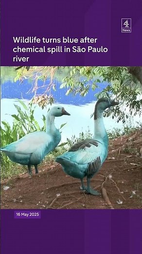 Wildlife turns blue after chemical spill in São Paulo river