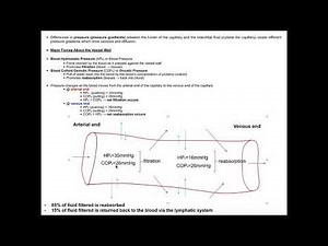 Capillary Bulk Exchange | Filtration & Reabsorption