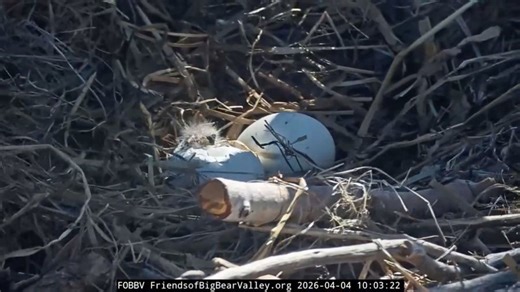 First eaglet begins hatching as second egg pips in Big Bear eagle nest