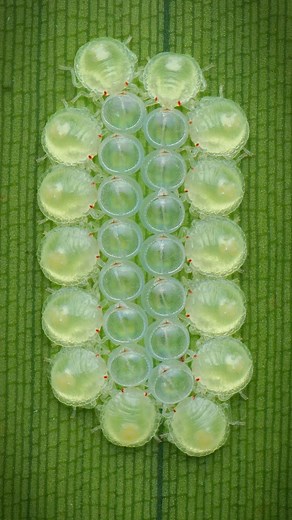 Rafael Steinlesberger on Instagram: "Tiny baby stink bugs! 😍🪲 First I thought I'm just looking at dirt.. at a closer look it turned out to be baby stink bugs! After hatching, they tend to stick to their eggs until the first molt, forming a beautiful structure. @laurent_nam already shared his gorgeous images of this bunch, but I thought I'll still share this reel with you... 😁 Make sure to check out his shots aswell! 📸 @omsystem.cameras OM-1 🔭 OM M.Zuiko ED 90mm f/3.5 PRO ⚡ Godox v860iii ☁️ 