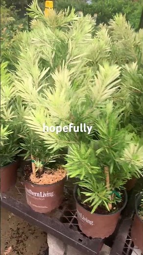 New Plants at Lowe’s! 🌱 The First Fresh Arrivals of the Season & One Stunning Find
