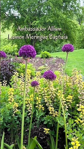 Timing Your Blooms: Lemon Meringue Baptisia Meets Ambassador Allium!