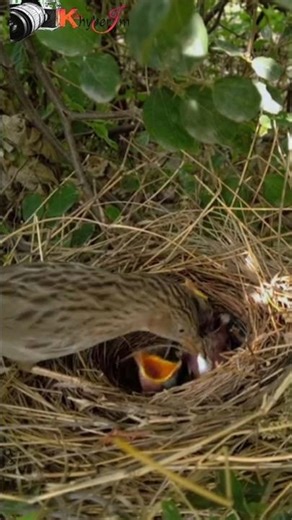 Parent birds eat their babies' poop, contained in "fecal sacs," . #nest #birds #nature #birdshelter