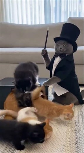 #funnyanimals #husky #funny #cat #parrot #cute #pets #animals #youtubeshorts #prank