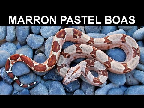 STUNNING Holdback Marron and Super Marron Combo Boas