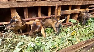 #ThrowbackThursday to when our team met these hungry goats in Kenya....