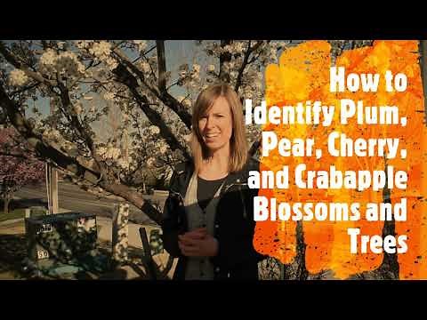 How to Identify Plum, Pear, Crabapple, and Cherry Blossoms and Trees