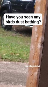 Lots of fun bird behaviors to watch this time of year! Check out this fun bird behavior 👇👇 For more fun facts on what's happening in nature visit: https://joliet.wbu.com/content_section/show/483915 #wbu #wbujoliet #birds #birdbehavior #birdwatching #birdvideos #Sunday | Wild Birds Unlimited