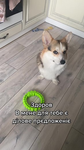 Вінстон Пембрукович на TikTok