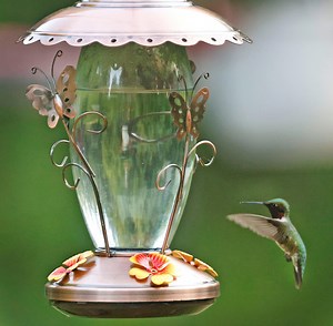 When is it time to stop feeding hummingbirds in SC? Hummingbird migration begins soon
