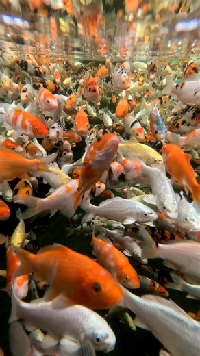You can hand select through these EXACT Koi next weekend! 🤩 Our doors are open to the public for the third and final time this year. This Open Day gives you the opportunity to get the first pick from the tens of thousands of Koi that were born and bred here on our farm this summer. On the day we'll have THOUSANDS of small Koi available, including 2-3", 3-4", 4-5", 5-6" & 6-8". All the larger Koi we have available for sale on our website are also available to purchase and buy on this Open Day. �