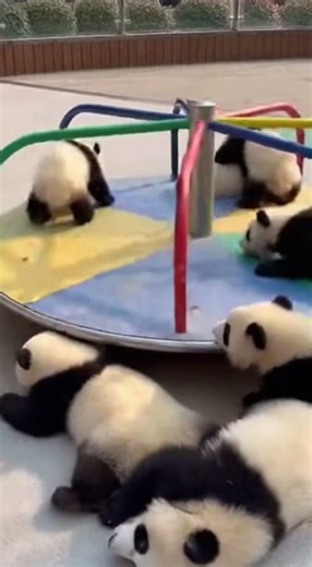 Pandas vs Spinning Carousel… This Was a HUGE Mistake 😂