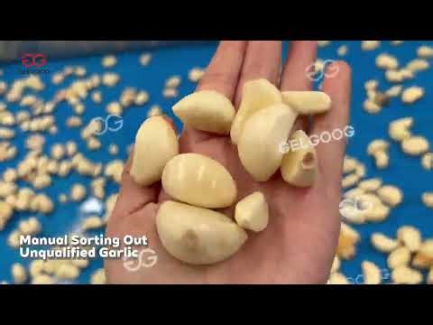 Garlic Peeling Packaging Processing Line