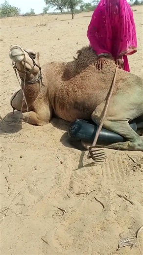 How does a camel survive the extreme heat of the desert? 🐪🔥🌿