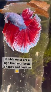 Why betta fish make bubble nest？ 🤔🐟🐠 #bettafish #fish #fishinglife | World of Fish