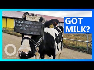 Cows VR goggles could boost milk production - TomoNews