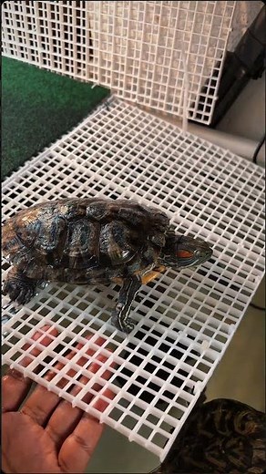 Watch how healthy turtles move in slow motion.