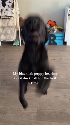 Was she a fan?? 🤣 #duckhunting #duckdog #labrador #labradorretriever #blacklab