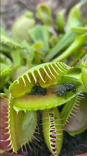 Venus fly trap eating, flytrap bug eater plant!!🦖