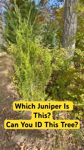 TreesWizard: Can You ID This Juniper? | Spartan Juniper at Lake Musconetcong #trees #shorts