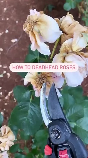 How to Deadhead Roses: Promoting Healthy Growth and More Blossoms