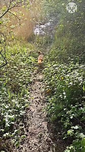 Man's heartwarming friendship with a fox he helped | Awesome