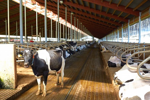 Cow Mats And Their Benefits For Dairy Cows (A Complete Guide)