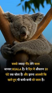 Koala | Gk update