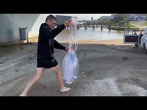 How to catch and bait live mullet/ cast-net mullet