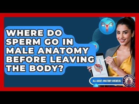 Where Do Sperm Go In Male Anatomy Before Leaving The Body? - All About Anatomy Answers