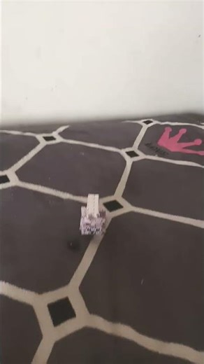 pobre gattatino neonio