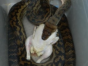 Scrub Python eating a chicken