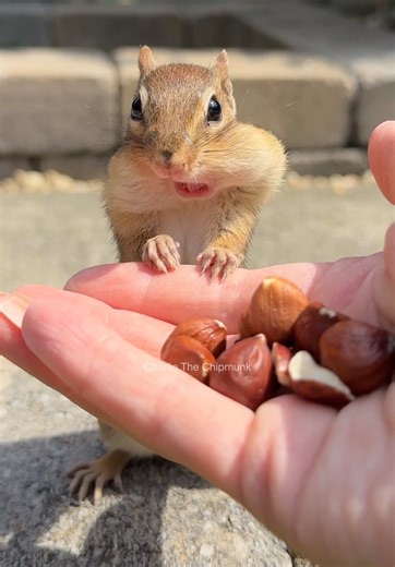 Cute Chipmunk Eating Hazelnuts: A Funny Wildlife Moment