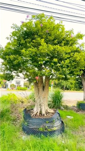 Bằng Lăng Tím Thái Tán Lá Hình Dù Lùn Đẹp #banglangtimthai #caybanglang #caybanglangtim