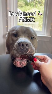 2.9K views · 15 reactions | Duck head ASMR 閭 Do your dogs eat “exotic” treats as chicken/duck heads, feet, hearts? And let me know what kind of treats they like the most ❤️ Follow @hippo_american_bully for more cute and funny videos ❤️Like, comment and share #dogowner #dogmom #dogmemes #doglover #dogsofinstagram #petlover #spoileddog #cutedog #dogoftheday #americanbully #funnyvideos #funnydogs #funnydog #dogcontent #viralpitbulls | Hippo American bully | Facebook