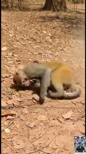 Monkey vs Python – Brutal Dust Survival Fight Real Time Wildlife Clash
