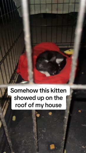 Kitten Rescue: Saving a Flea-Infested Feline