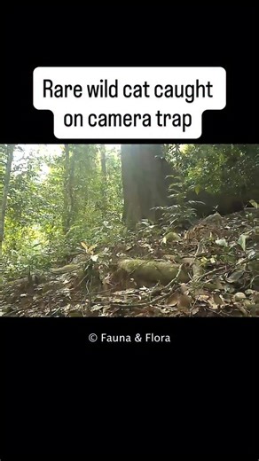 A camera-trap survey in Southeast Asia captured several rare animals—including this feline canary in a coal mine. The Asian leopard cat (Prionailurus planiceps) acts as an early-warning system for the black market exotic pet trade, since it is heavily traded. | Popular Science